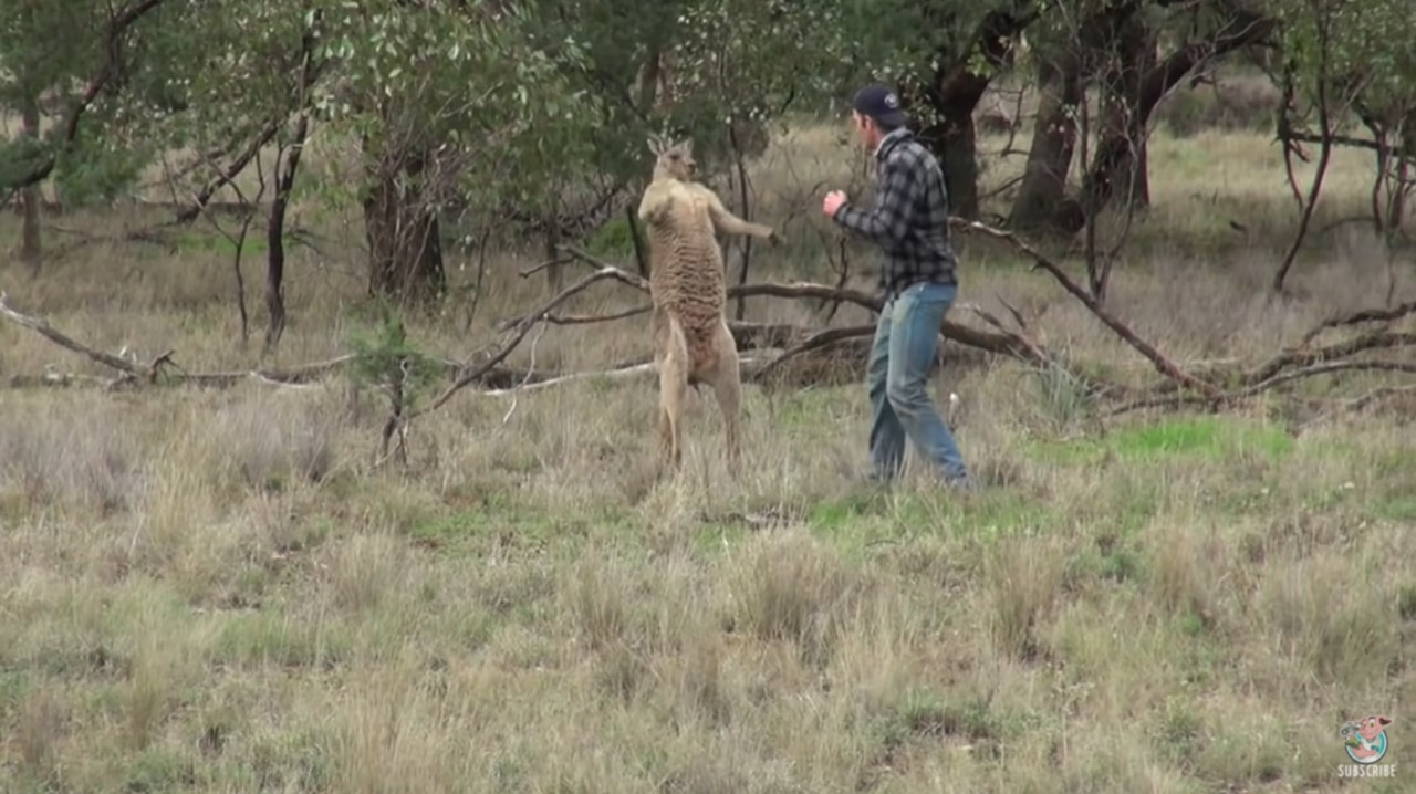 有名なカンガルーと闘う男性の動画！その裏側には感動の秘話があったことをご存知ですか？