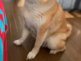 日差しを浴びて瞑想中･･･(笑) 実家から送られてきたワンコの写真が最高だと話題に！