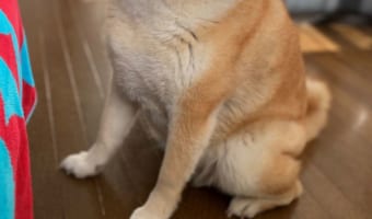 日差しを浴びて瞑想中･･･(笑) 実家から送られてきたワンコの写真が最高だと話題に！