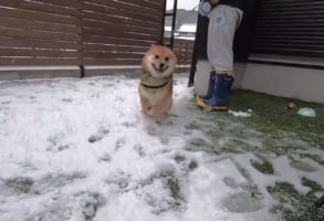 人生ではじめての雪に大興奮！“喜びが限界突破”した柴犬の猛烈なダッシュがとまらない！