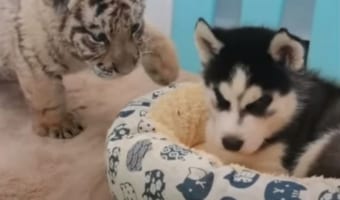 【異種の友情】ハスキーの子犬とトラの赤ちゃんがモフモフ戯れる様子が可愛すぎる!