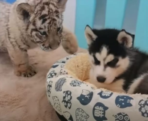 【異種の友情】ハスキーの子犬とトラの赤ちゃんがモフモフ戯れる様子が可愛すぎる！