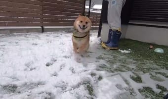 人生ではじめての雪に大興奮!“喜びが限界突破”した柴犬の猛烈なダッシュがとまらない!