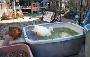 水だと思って胸から滑り出そうとするも、まさかの展開に「あれ？」っていう表情(笑)