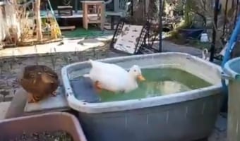 水だと思って胸から滑り出そうとするも、まさかの展開に「あれ?」っていう表情(笑)