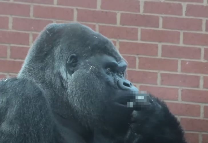 めちゃめちゃ美味しそうに何かを食べるゴリラ･･･予想外のものを食べていた(笑)