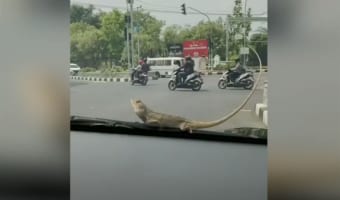車のワイパーにしがみつくカメレオン。ワイパーを作動させると凄いことになった(笑)