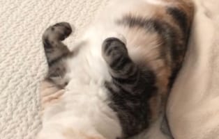 これは確信犯(笑) 寝たフリをして抱き枕みたいに抱かれるの待ってるニャンコが話題に！