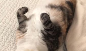 これは確信犯(笑) 寝たフリをして抱き枕みたいに抱かれるの待ってるニャンコが話題に!