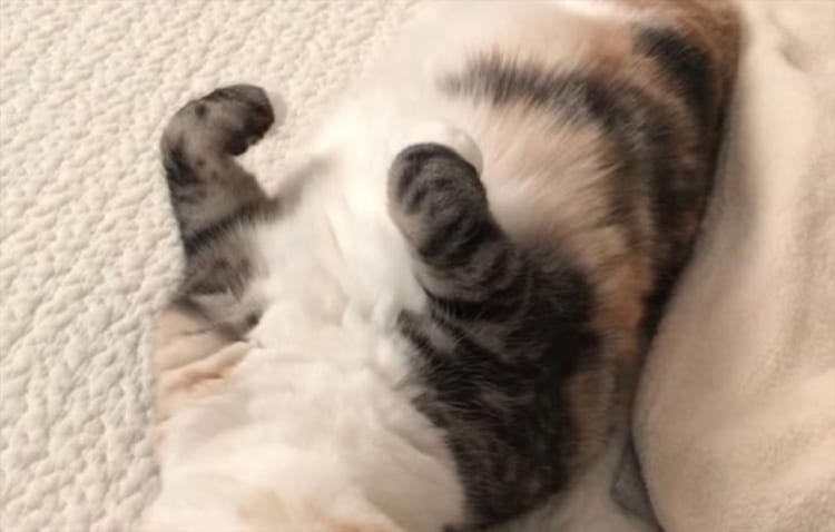 これは確信犯(笑) 寝たフリをして抱き枕みたいに抱かれるの待ってるニャンコが話題に！