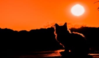 「影」と「陰」の違いは何?それぞれの意味と漢字の成り立ちは?どのように使い分けたらいいの?