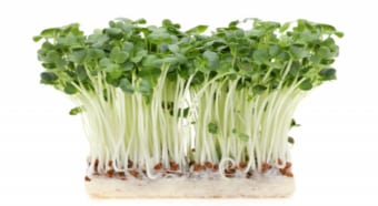 「かいわれ大根」は大根の仲間？それとも別物？その正体とは一体・・
