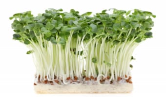 「かいわれ大根」は大根の仲間？それとも別物？その正体とは一体・・