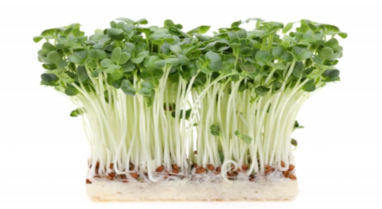 「かいわれ大根」は大根の仲間？それとも別物？その正体とは一体・・