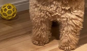 見れば見るほど肩幅がおかしい(笑) ガッチリ体型のトイプードルがこちらです！