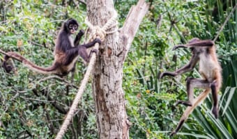 手足と尻尾が長い「クモザル」は、樹上生活に適用するための進化をしたおサルさん