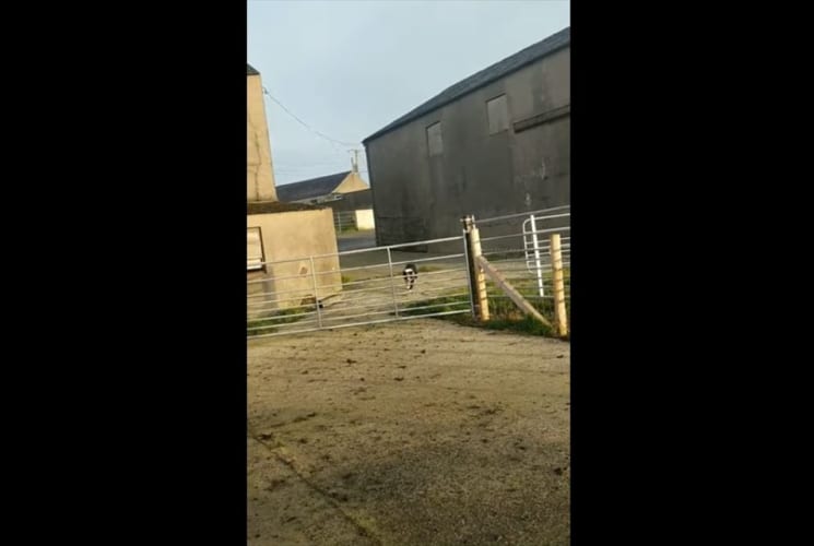 アクロバティックなジャンプに驚愕！ワンコの身体能力の凄さと賢さを改めて思い知る！