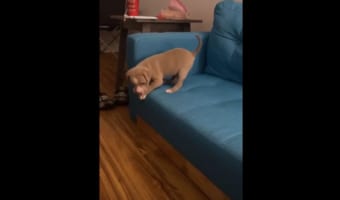 怖いんだワン！子犬が生まれて初めてのジャンプを試みようとするもフリーズ。やがて勇気を振り絞り･･･