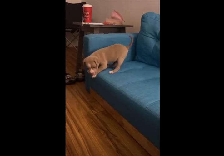 怖いんだワン！子犬が生まれて初めてのジャンプを試みようとするもフリーズ。やがて勇気を振り絞り･･･