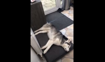 ん！？眠っているはずなのに物音がやたらと激しい･･･ワンコは一体何をしている！？