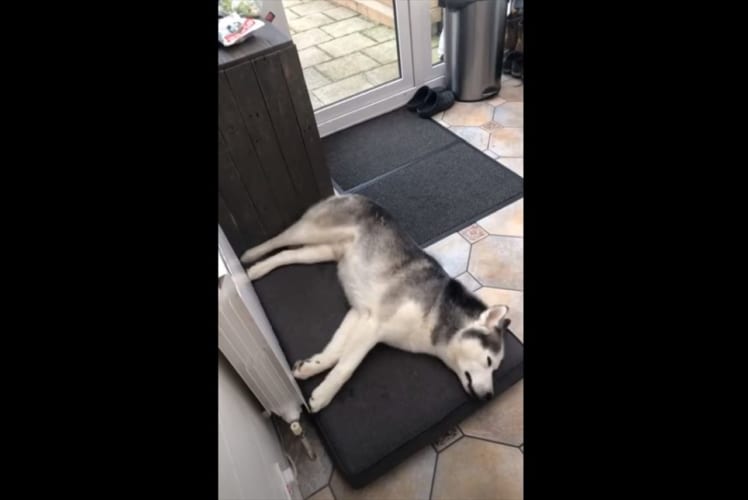 ん！？眠っているはずなのに物音がやたらと激しい･･･ワンコは一体何をしている！？