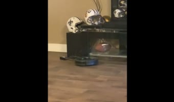 なぜかいつも掃除の途中で停止しているルンバ。原因を確かめるために様子を伺っていると・・・、犯行現場を目撃しました!