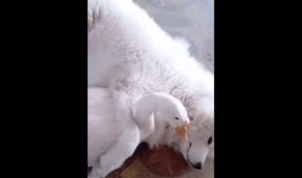 【種を超えた友情】なんて仲良しなんだろう・・・ワンコとガチョウが戯れる様子にほっこり