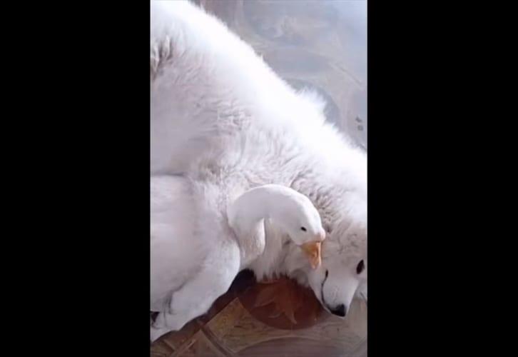 【種を超えた友情】なんて仲良しなんだろう･･･ワンコとガチョウが戯れる様子にほっこり