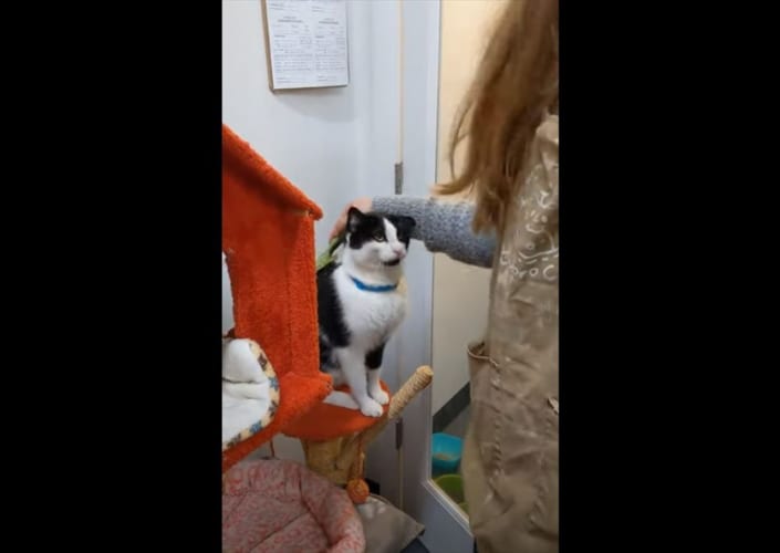 一生懸命にブラッシングをおねだり(笑) ニャンコの可愛すぎる“おねだりポーズ”にキュン死！