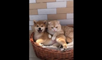デレデレするワンコの笑顔が最高!ワンニャンのラブラブっぷりがハンパない(笑)