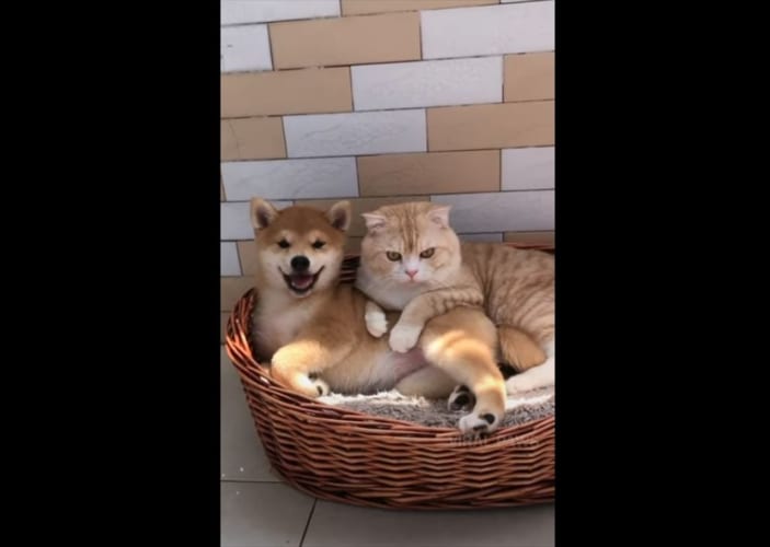 デレデレするワンコの笑顔が最高！ワンニャンのラブラブっぷりがハンパない(笑)