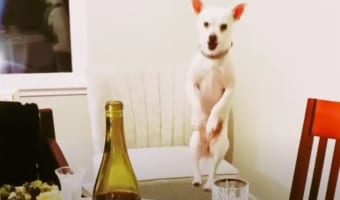 スーパーマリオかよ!夕食が気になって仕方がないワンコが爆笑パフォーマンスを披露(笑)
