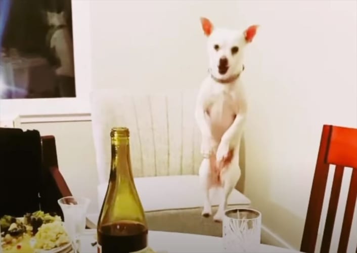 スーパーマリオかよ！夕食が気になって仕方がないワンコが爆笑パフォーマンスを披露(笑)