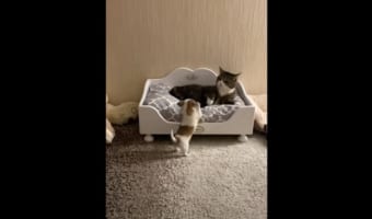 ベッドを占拠して子犬を威嚇するニャンコ。子犬に勝ち目はないと思いきや・・・