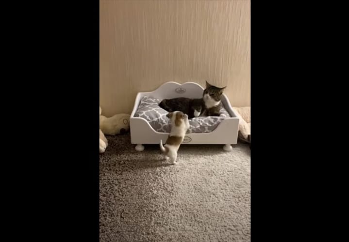 ベッドを占拠して子犬を威嚇するニャンコ。子犬に勝ち目はないと思いきや･･･