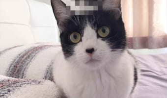 予想外のものが生えていた(笑)  演歌歌手・藤あや子の愛猫の頭上で発生した珍現象が話題に!