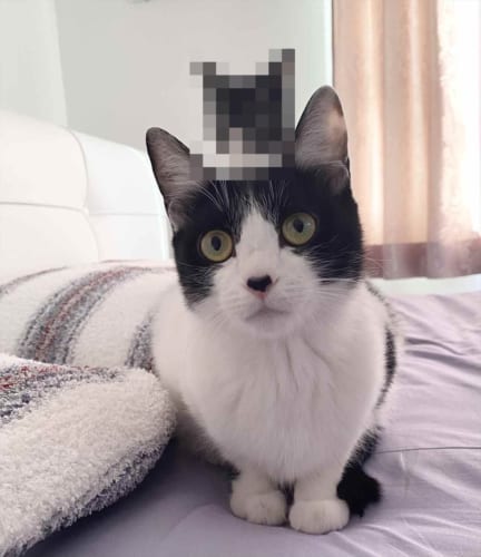 予想外のものが生えていた(笑)  演歌歌手・藤あや子の愛猫の頭上で発生した珍現象が話題に！