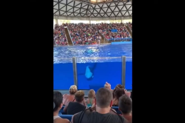 スプラッシュ・マウンテンの比じゃない！米テキサス州のシーワールドのシャチが激しすぎる(笑)