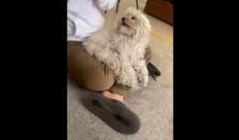 ずっと乗っていたいんだワン！断固たる意志で絶対に膝から降りないワンコが可愛すぎる(笑)