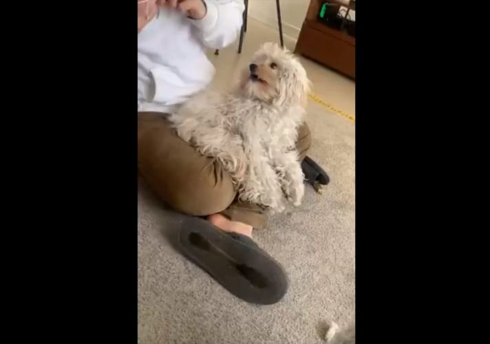 ずっと乗っていたいんだワン！断固たる意志で絶対に膝から降りないワンコが可愛すぎる(笑)