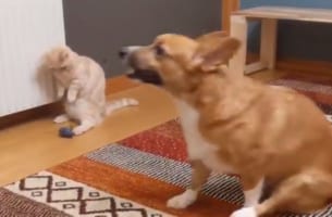 まるで“ルンバ”のように動くワンコを目撃！戸惑いを隠せないニャンコの表情が面白い(笑)