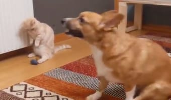 まるで“ルンバ”のように動くワンコを目撃!戸惑いを隠せないニャンコの表情が面白い(笑)