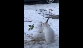 ウサギが雪だるまにキス?なんてメルヘンチックな世界・・・と思いきや、そうではなかった(笑)