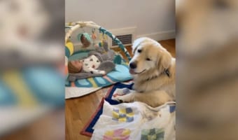 まるで自分の弟のように可愛がる･･･片時も赤ちゃんのそばを離れないゴールデンレトリバーが話題に！