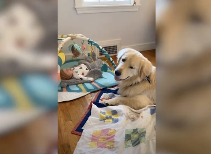 まるで自分の弟のように可愛がる･･･片時も赤ちゃんのそばを離れないゴールデンレトリバーが話題に！