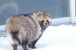 怖いはずなのに可愛らしい･･･！？「北きつね牧場」で撮影された“コワカワイイ心霊写真”が話題に！