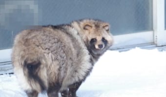 怖いはずなのに可愛らしい・・・!?「北きつね牧場」で撮影された“コワカワイイ心霊写真”が話題に!