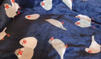 「一瞬見失いました」 飼い主も見失うほど布団のイラストに見事に同化している文鳥。本物は一体どこだ?!