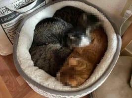 ベッドに収まる技術が日々向上(笑) 4匹のニャンコが高級折詰弁当のように収まっていた！