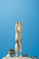 この構図は一体！？(笑) 猫ロケットが発射する瞬間をとらえた躍動感あふれる写真が話題に！